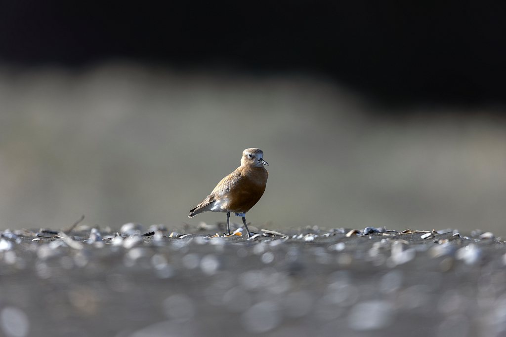 Lone New Zealand dotterel | Tūturiwhatu, west coast