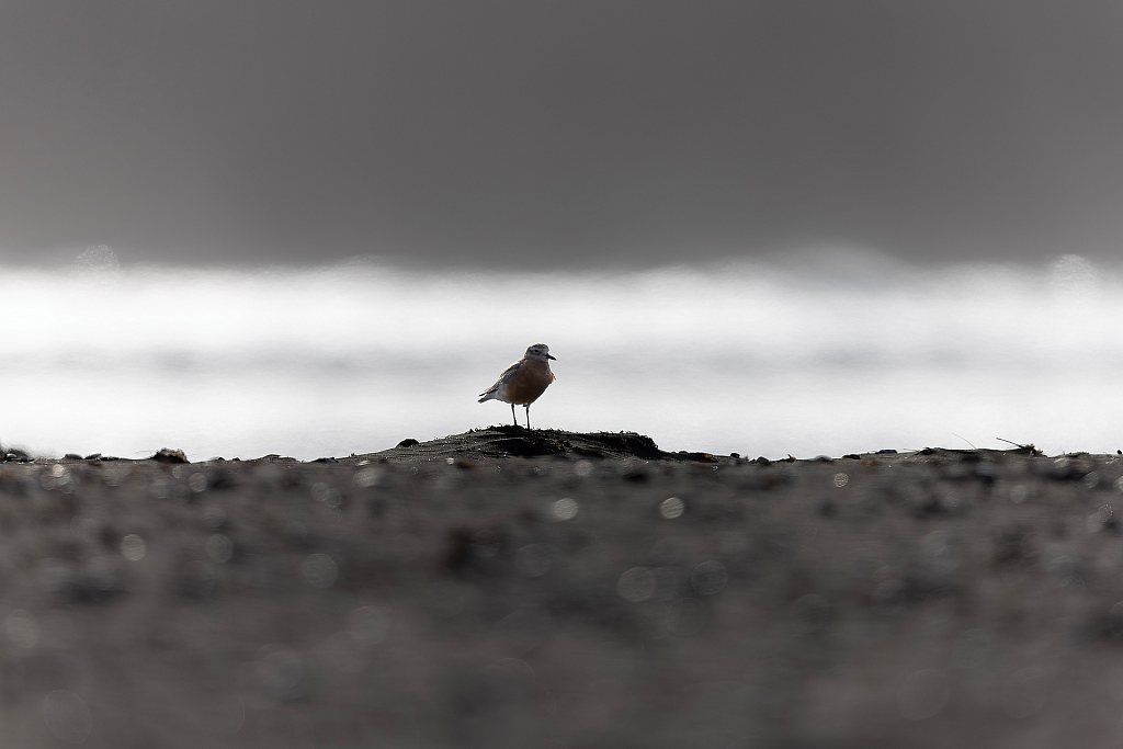 Dotterel on the black sand | Tūturiwhatu