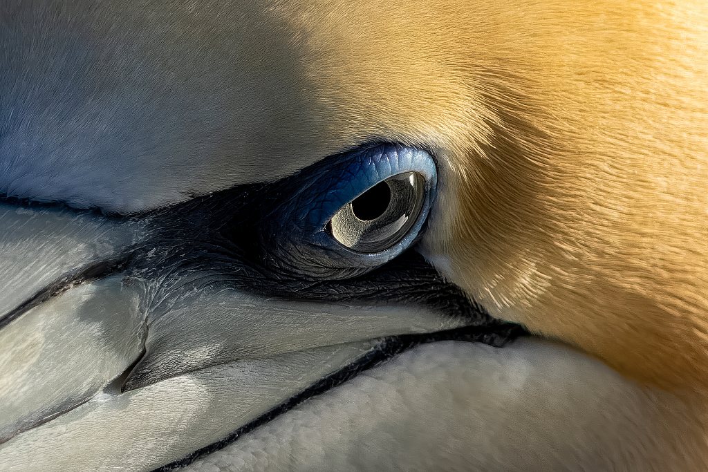 Gannet at Muriwai | Tākapu