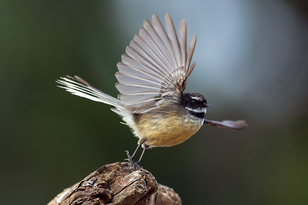 Pīwakawaka | Fantail