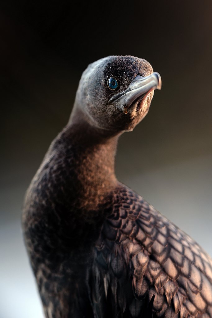 Little black shag | Kawau tūī at sunset
