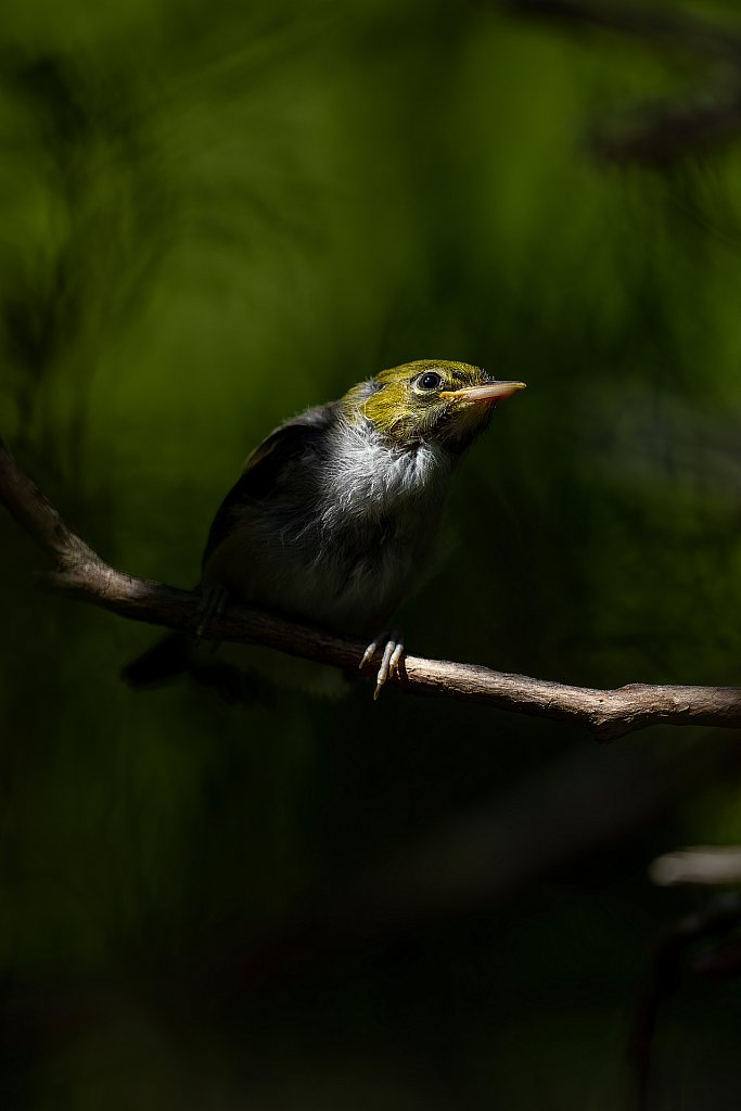 Tauhou | Silvereye, Nihotupu Falls