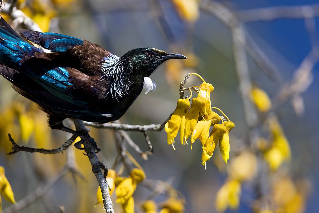 Tūī and kowhai, near Huka Falls II