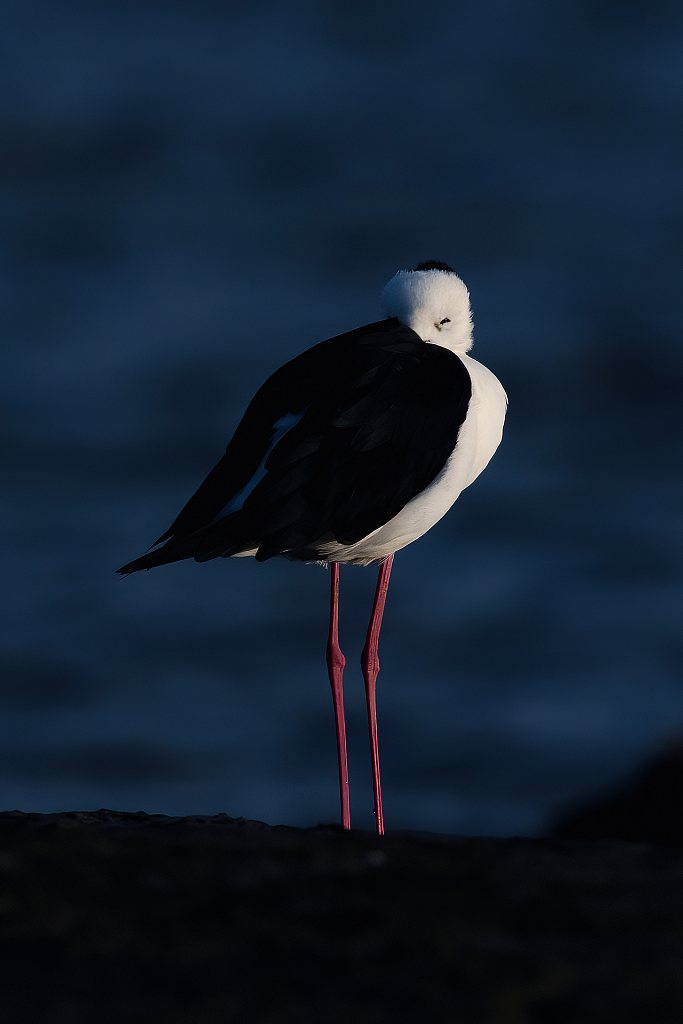 Poaka | Pied stilt on a winter evening