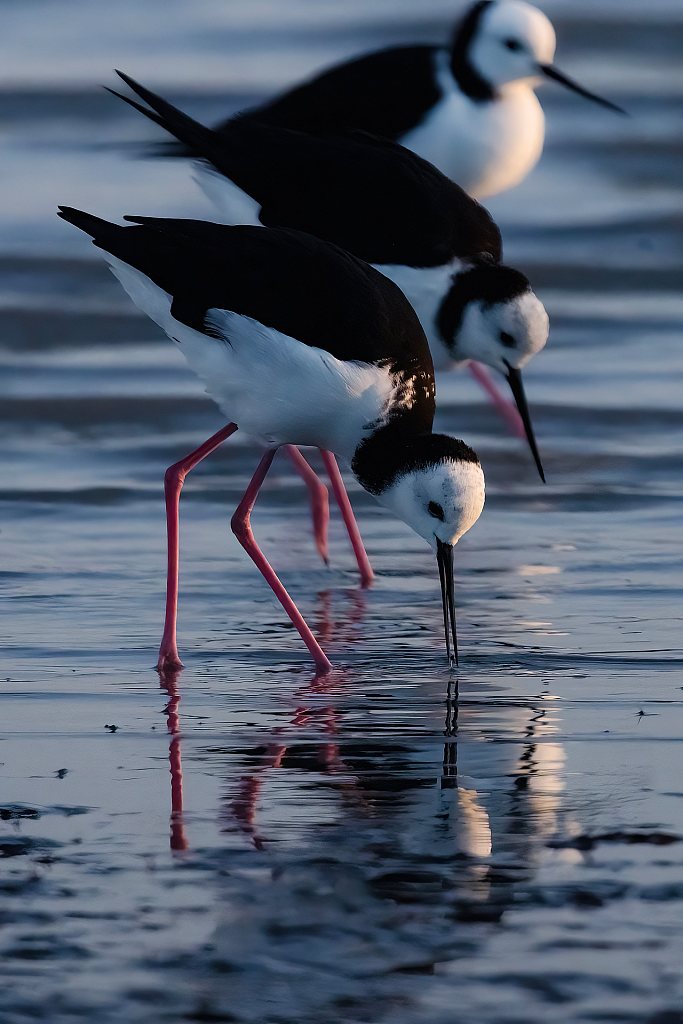 Pied stilts feeding | Poaka