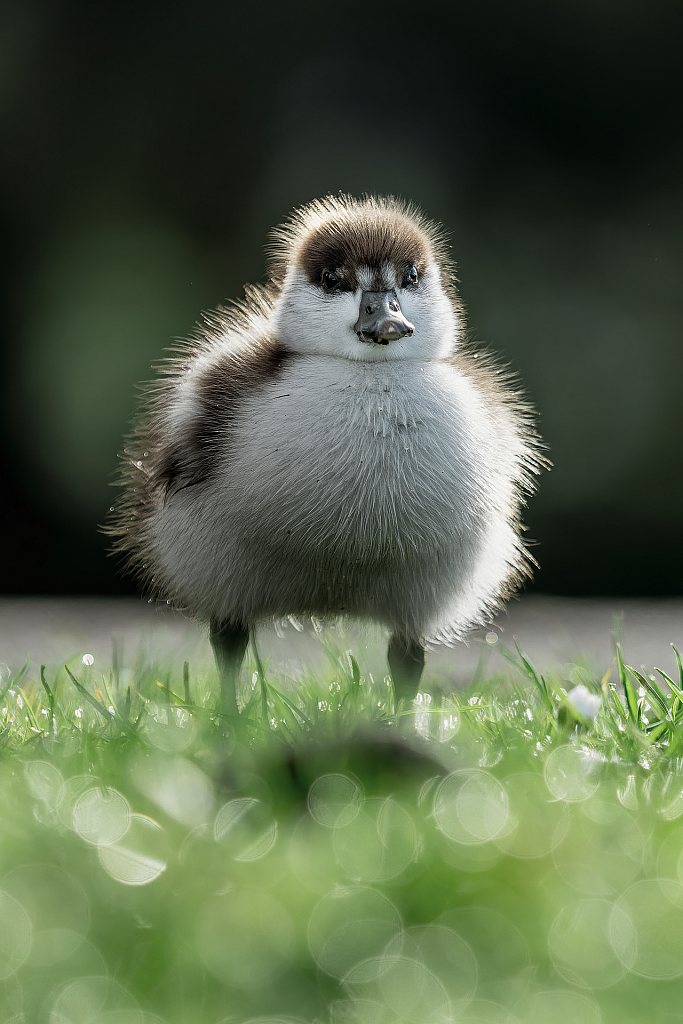 Paradise duck chick | Pūtangitangi