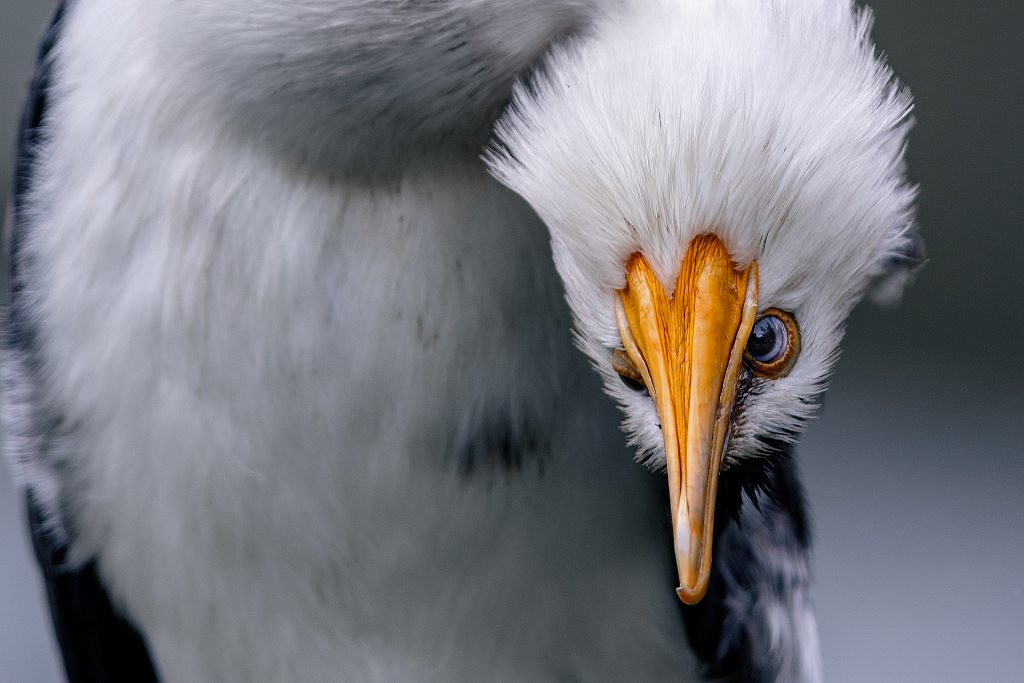 Little shag | Kawaupaka, Te Wai Ōrea