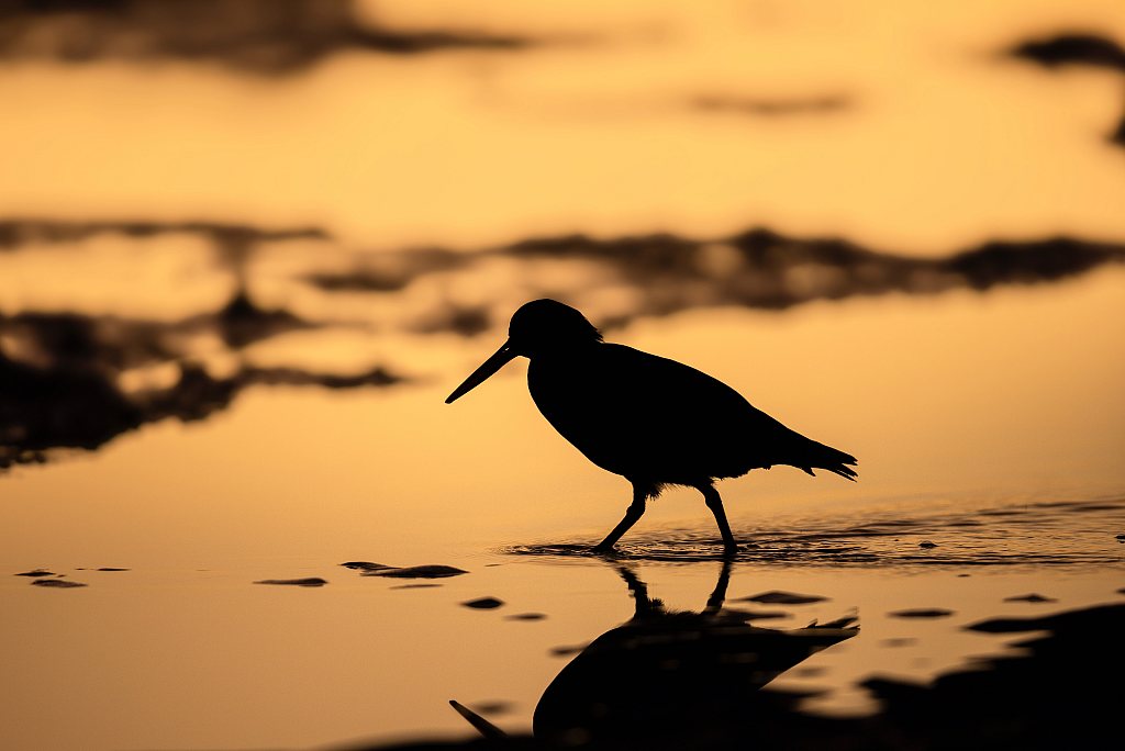 Oystercatcher | Tōrea pango