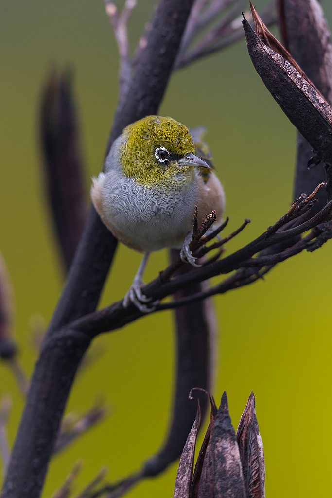 Tauhou | Silvereye, Waitakere Ranges