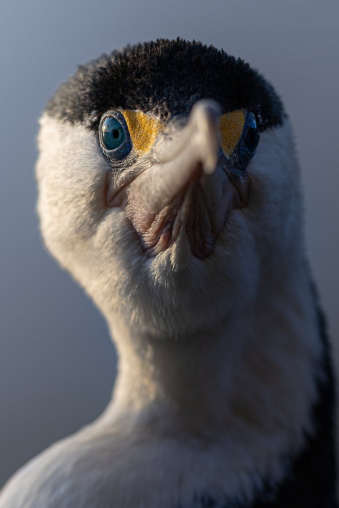 Pied shag | Kāruhiruhi, White's beach