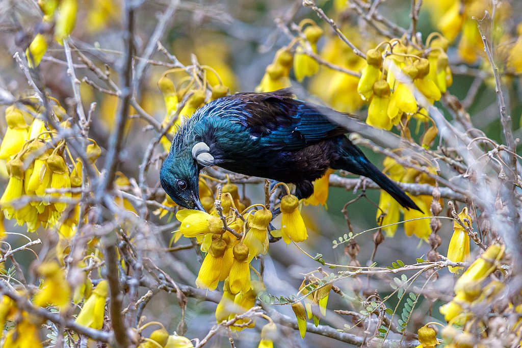 Tūī | Nihotupu Falls