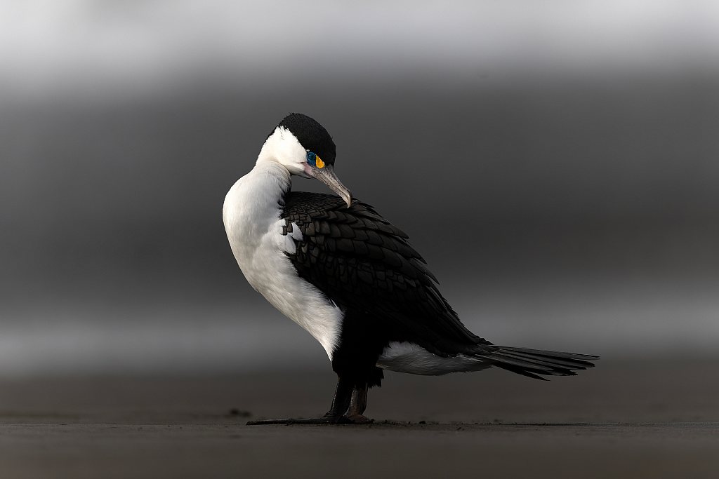 Pied shag | Kāruhiruhi