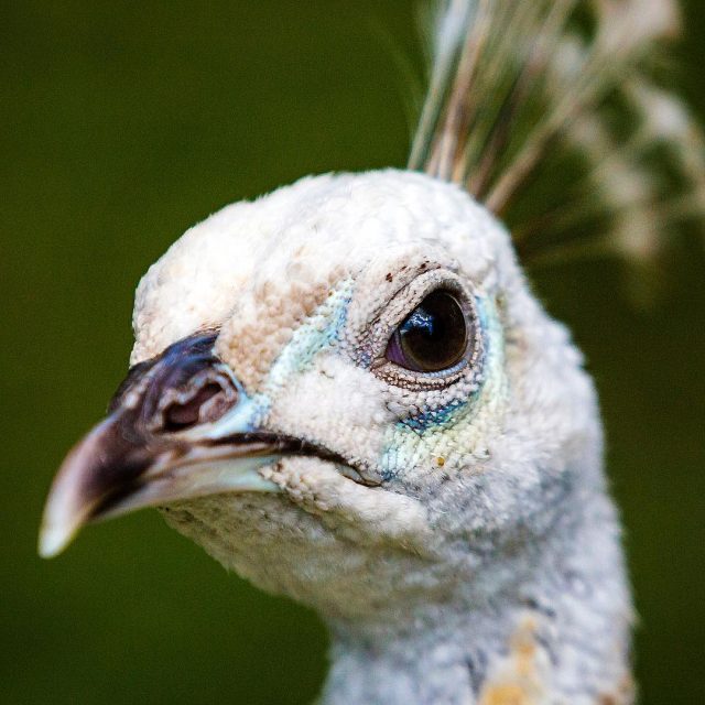 White peacock, Katikati Bird Gardens
