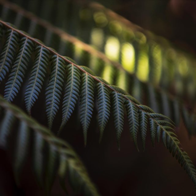 Fern frond, Mercer Bay