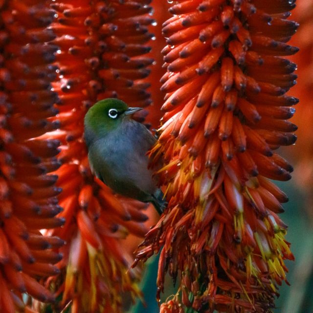 Silvereye in the red flowers | Tauhou