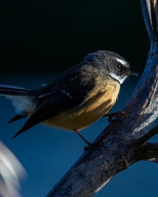 Fantail on a branch | Pīwakawaka