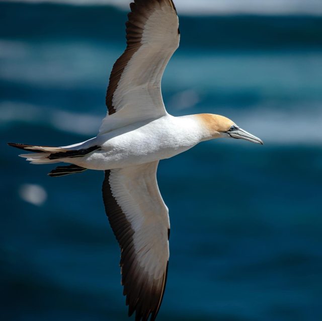 Gannet | Tākapu