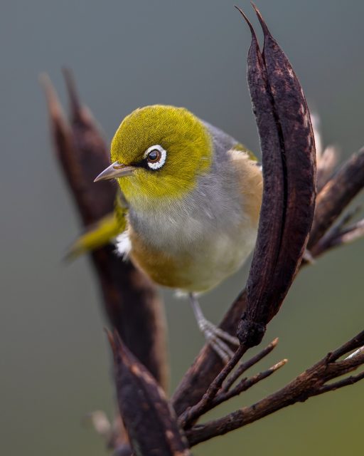 Tauhou | Silvereye