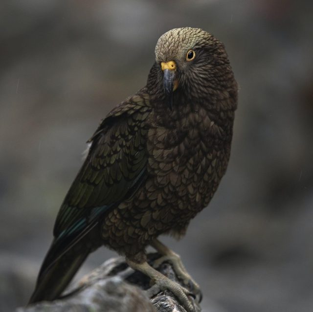 Kea, the alpine parrot
