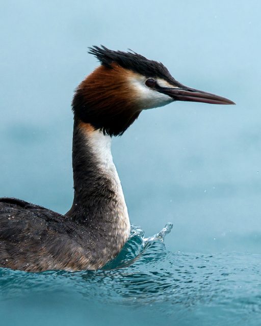 Pūteketeke | Australasian crested grebe