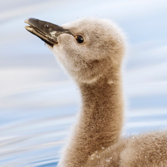 Swan cygnet | Kakīānau