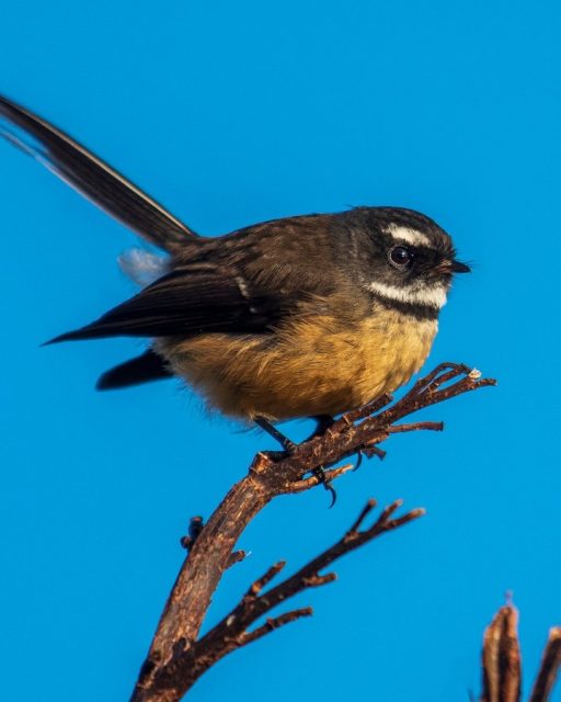 Fantail, Arkles Bay | Pīwakawaka
