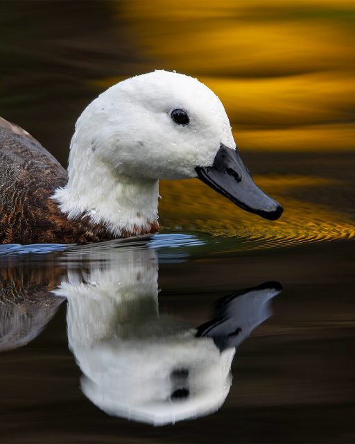 Pūtangitangi | Female paradise duck
