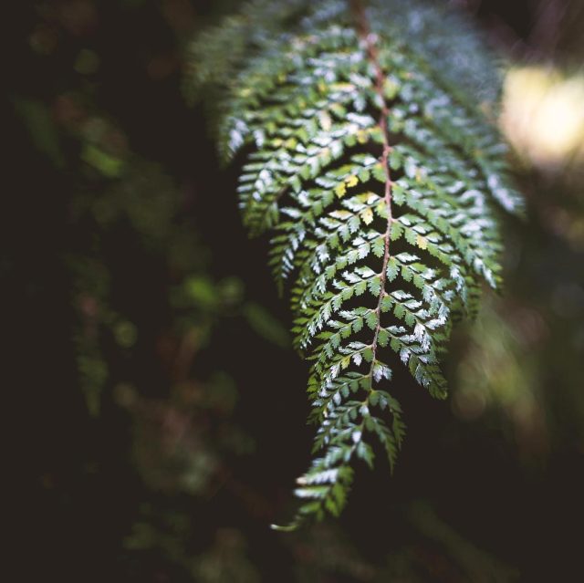 Spiked wood fern | Dryopteris carthusiana