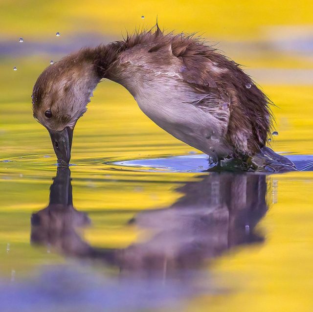 Duckling diving | Rakiraki