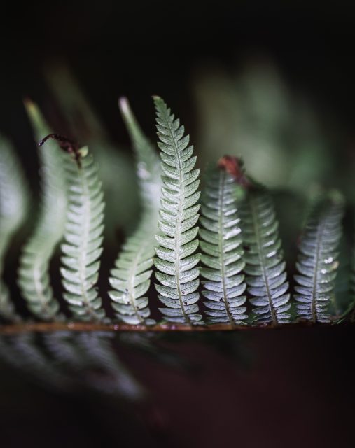 Fern detail, Waitakere