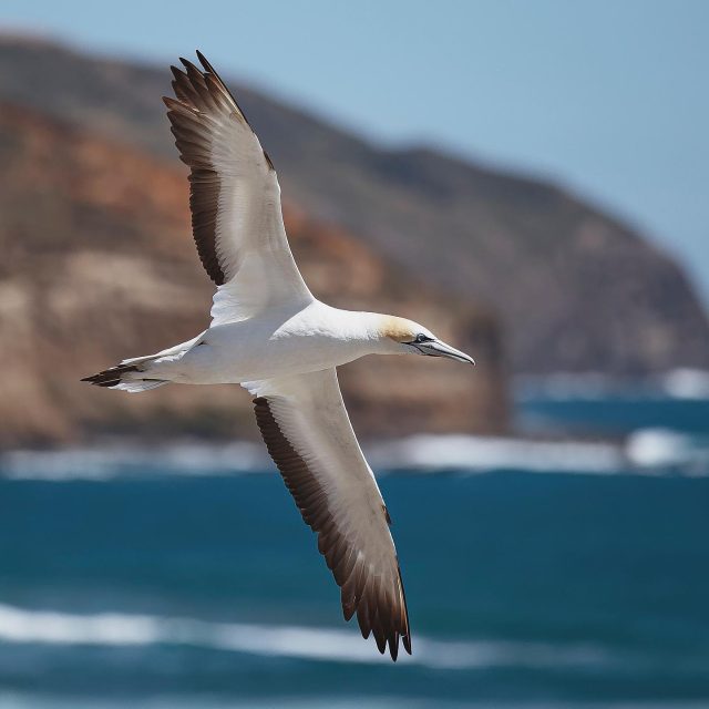 Australasian gannet | Tākapu