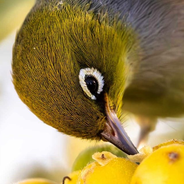 Silvereye in the garden | Tauhou