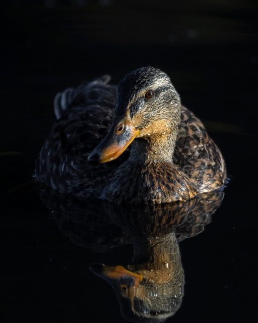 Duck portrait | Rakiraki