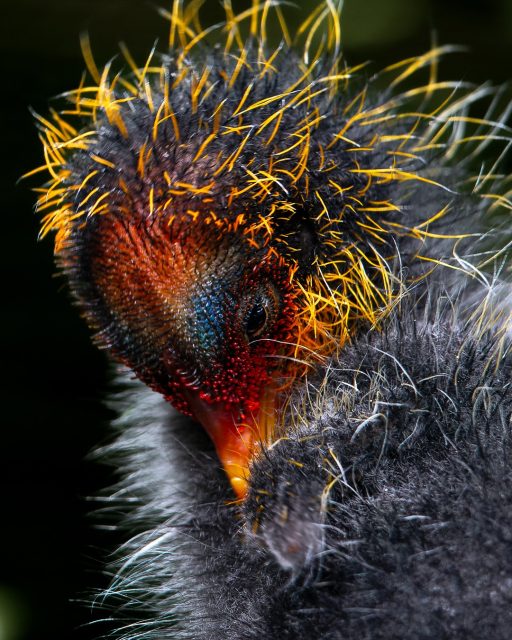 Australasian coot chick