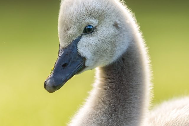 Cygnet close up | Kakīānau