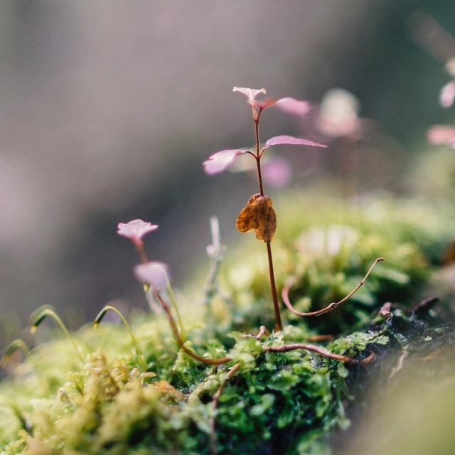 Moss close up