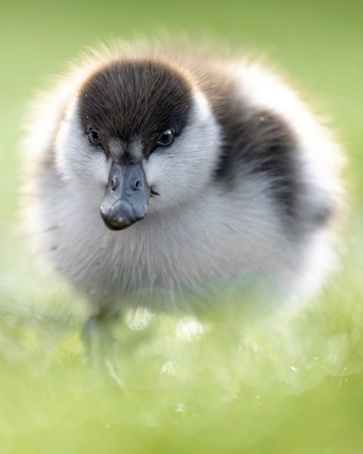 Paradise duckling | Pūtangitangi