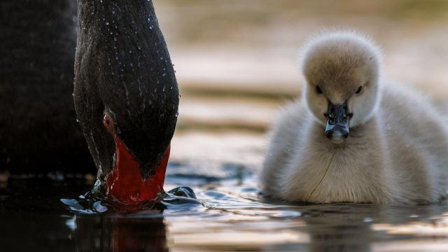 Black swan cygnet | Kakīānau