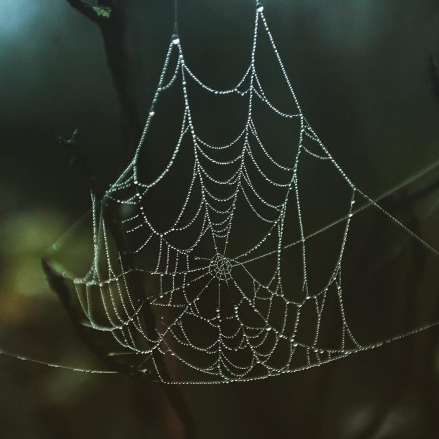 Spider web with dew drops