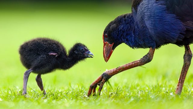 Pūkeko and chick