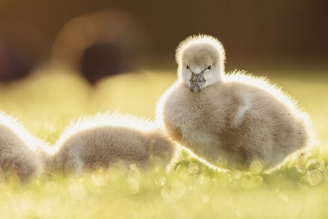 Swan on a spring morning | Kakīānau