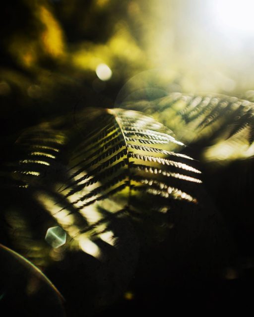 Fern in golden light
