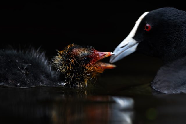 Coot | Slow shutter