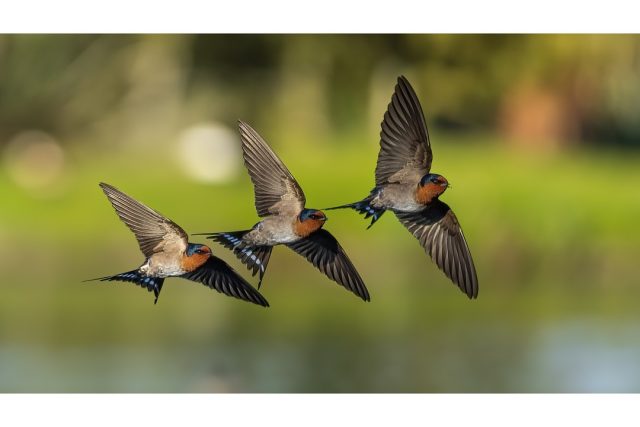 Welcome swallow | Warou in morning light