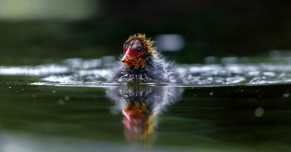 Coot chick on the water