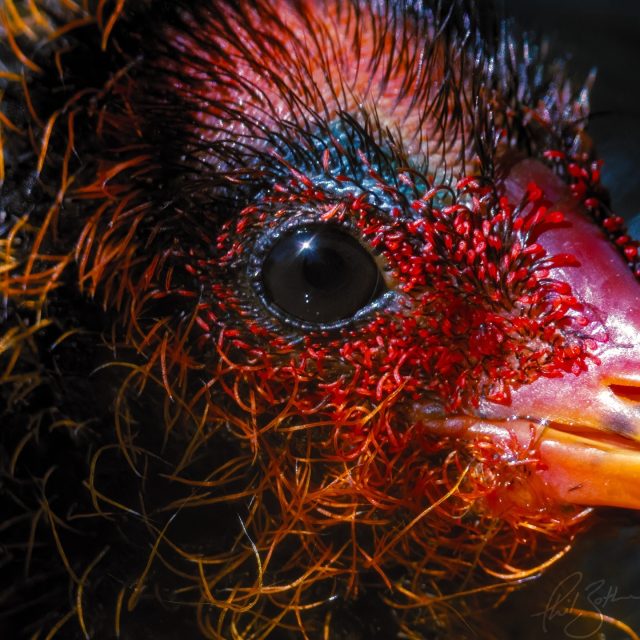 Coot chicks, eye detail