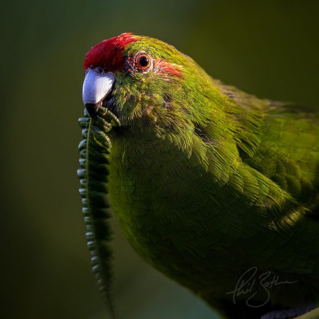 Parakeet | Kākāriki