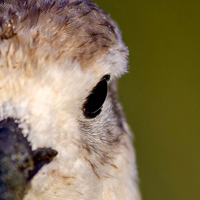 Dotterel, razor sharp eyes | Tūturiwhatu
