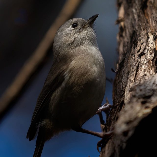Whitehead | Pōpokotea in kānuka