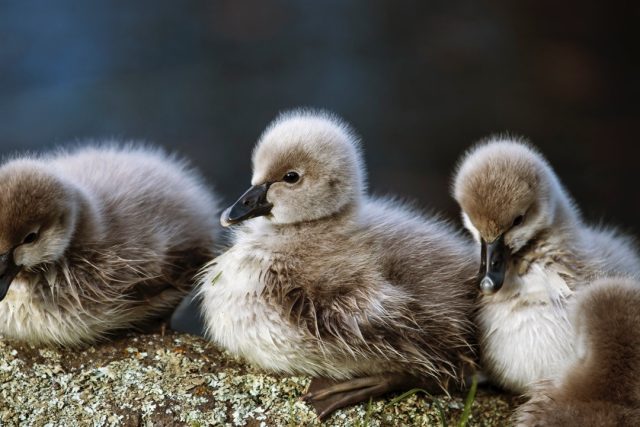 Swan cygnets, Western Springs | Kakīānau